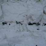 Nodules de silex noirs dans la craie, Baie de Somme