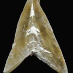Cristal de gypse (CaSO4.2H2O) en fer de lance, Cormeilles-en-Parisis