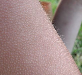 Horripilation ou « chair de poule »