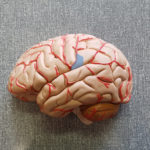 Cerveau-go