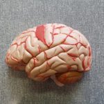 Cerveau-moteur