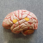 Cerveau-parole