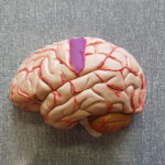 Cerveau-touche