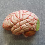Cerveau-vision
