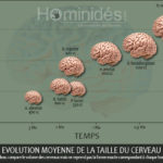 évolution temporelle de la taille moyenne du cerveau