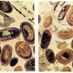 Minerai de fer oolithique d’âge Toarcien (180 à 175 millions d’années) appelé minette de Lorraine (observation microscopique)